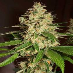 Raspberry Diesel Feminizada de Humboldt Seeds