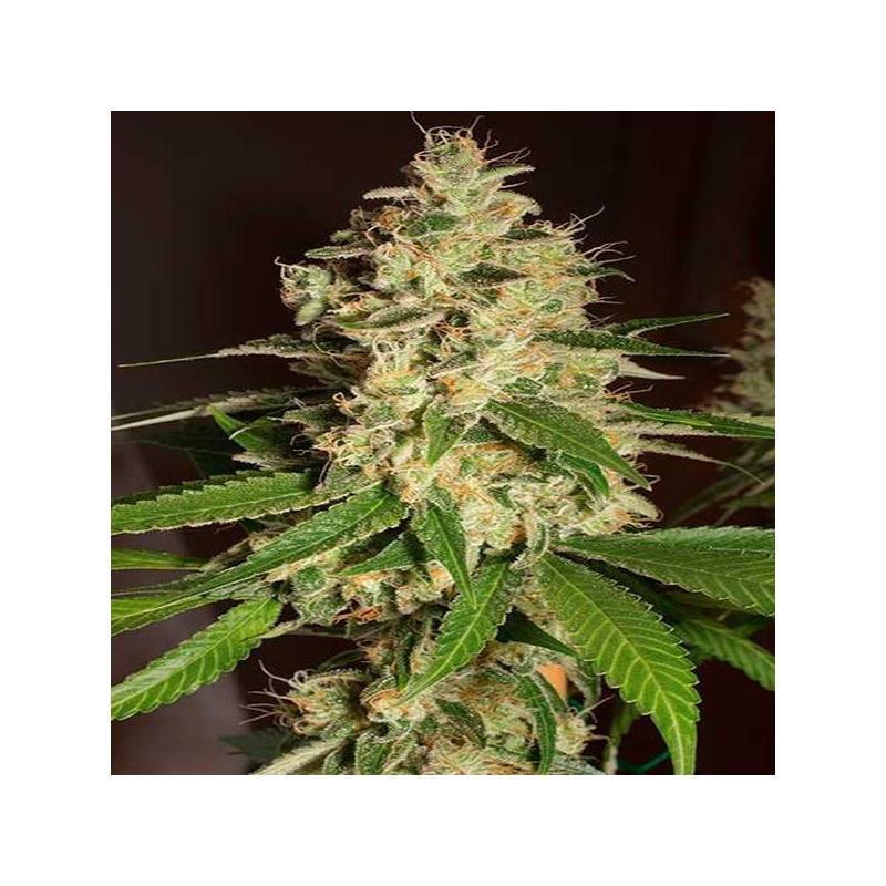 Raspberry Diesel Feminizada de Humboldt Seeds