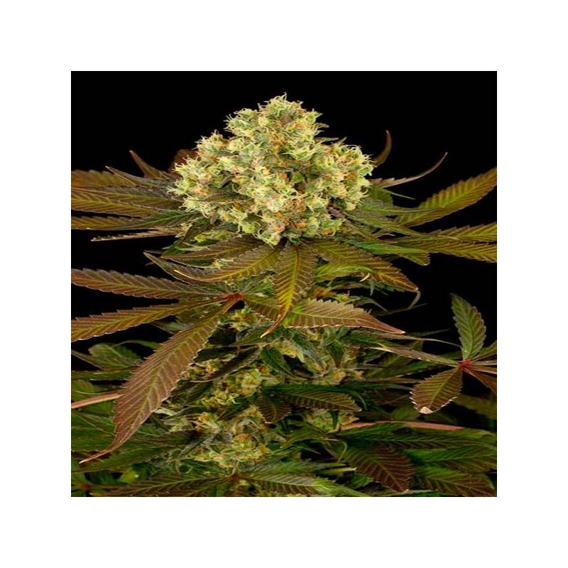 Sour Blueberry Feminizada de Humboldt Seeds Sour Blueberry Feminizada de Humboldt Seeds