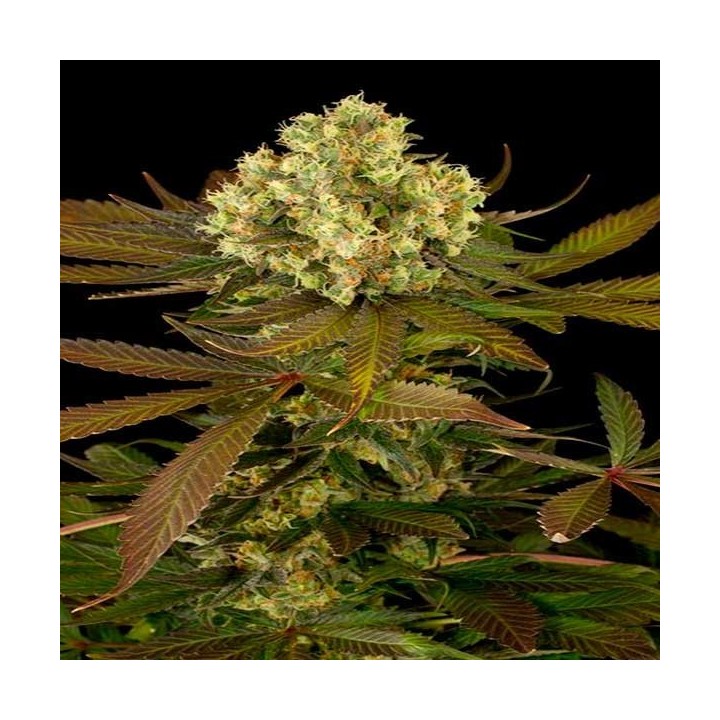 Sour Blueberry Feminizada de Humboldt Seeds