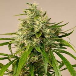 Trainwreck Feminizada de Humboldt Seeds