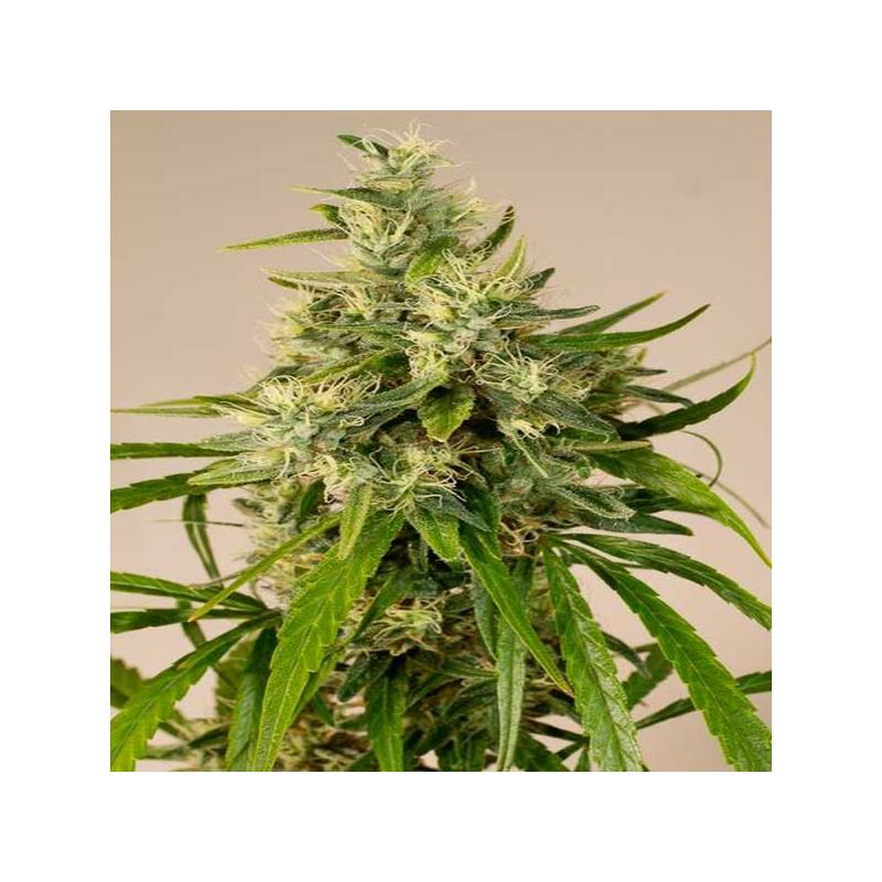 Trainwreck Feminizada de Humboldt Seeds