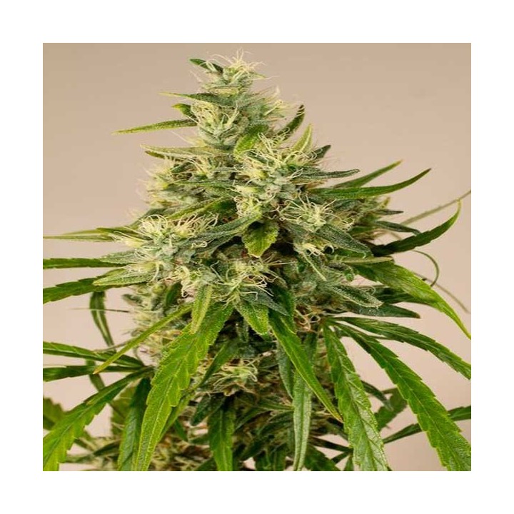 Trainwreck Feminizada de Humboldt Seeds