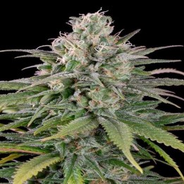 UK Cheese Autofloreciente Feminizada de Humboldt Seeds
