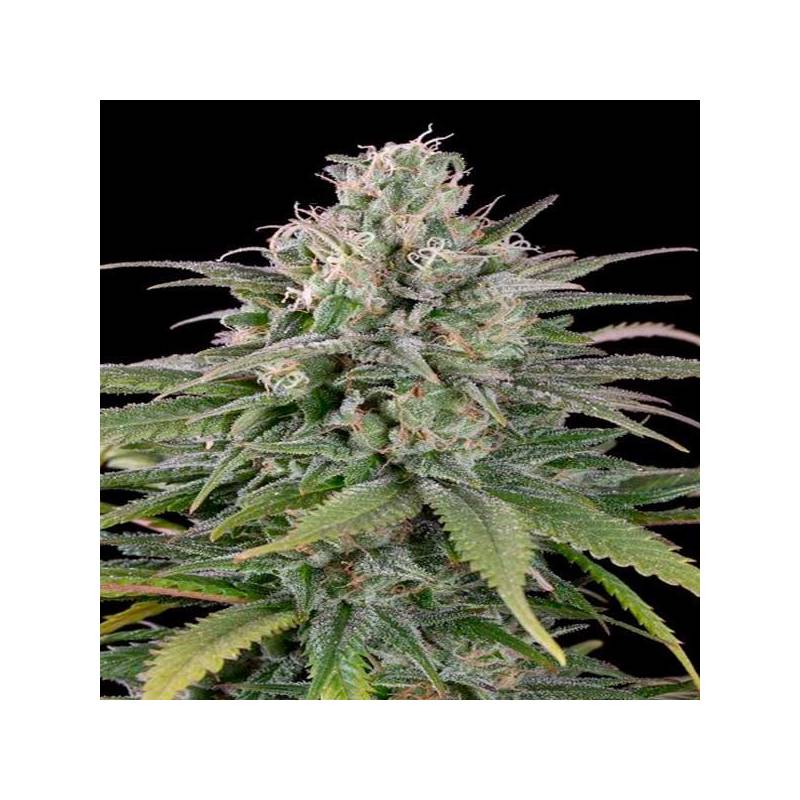 UK Cheese Autofloreciente Feminizada de Humboldt Seeds