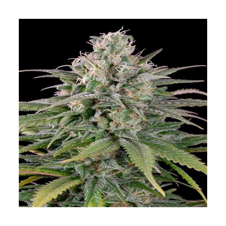 UK Cheese Autofloreciente Feminizada de Humboldt Seeds