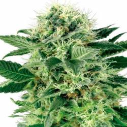 Northern Lights Autofloreciente Feminizada de Sensi Seeds