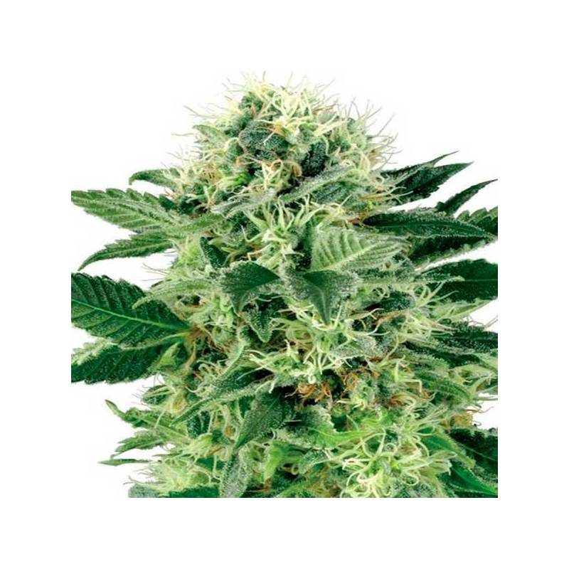 Northern Lights Autofloreciente Feminizada de Sensi Seeds