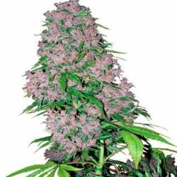 Purple Bud Feminizada de Sensi White Label