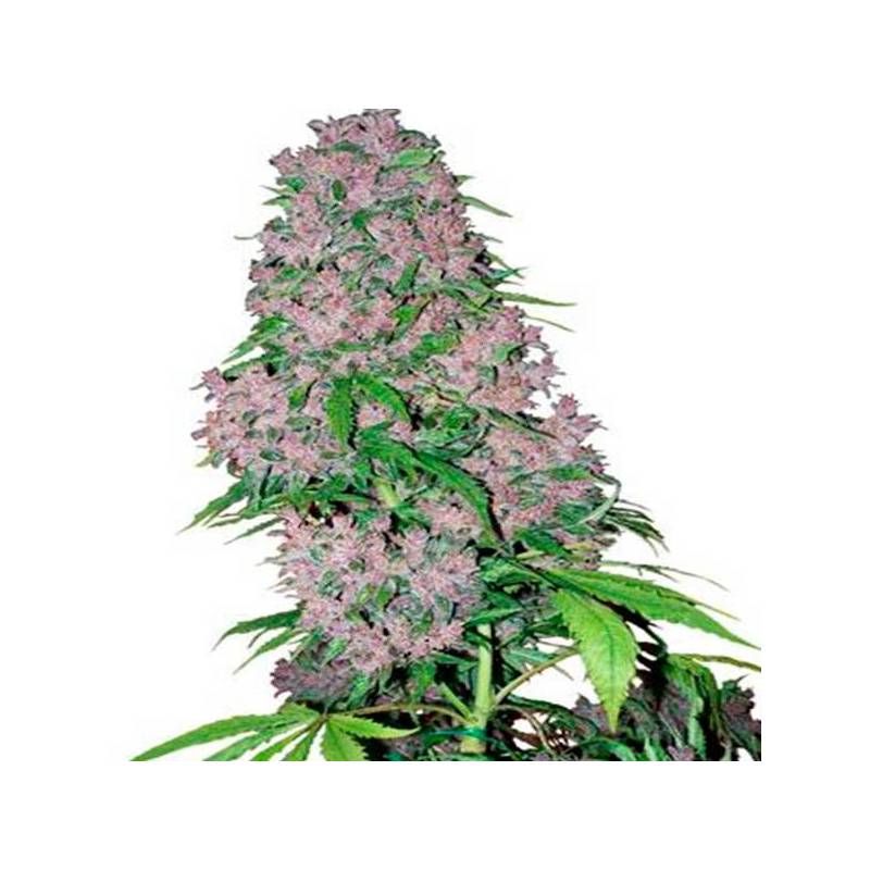 Purple Bud Feminizada de Sensi White Label