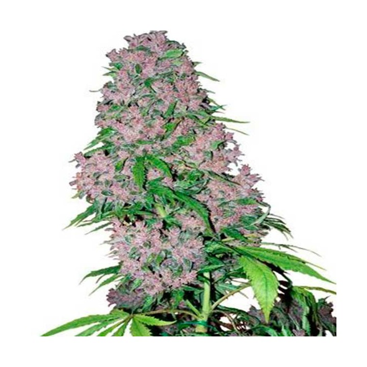 Purple Bud Feminizada de Sensi White Label