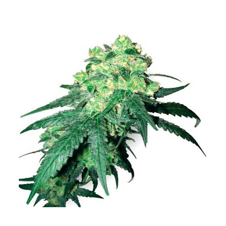 White Label Rhino Regular de Sensi White Label