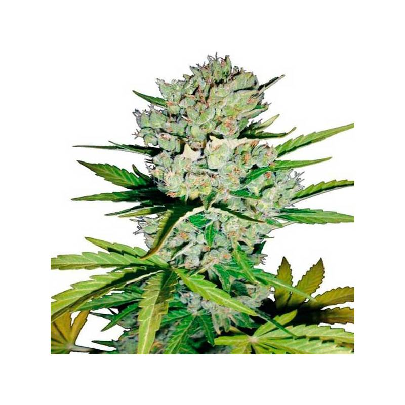 Super Skunk Autofloreciente Feminizada de Sensi White Label