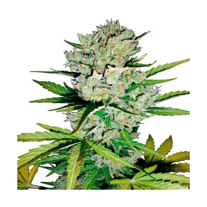 Super Skunk Autofloreciente Feminizada de Sensi White Label