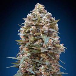 00 Kush Feminizada de 00 Seeds