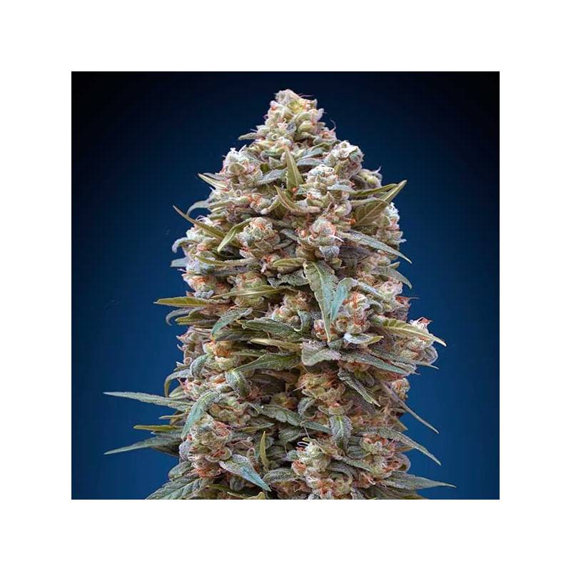 00 Kush Feminizada de 00 Seeds