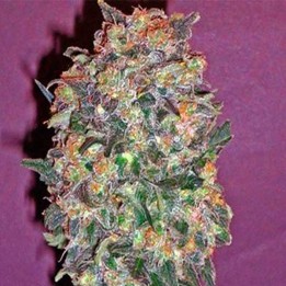Chocolate Kush Feminizada de 