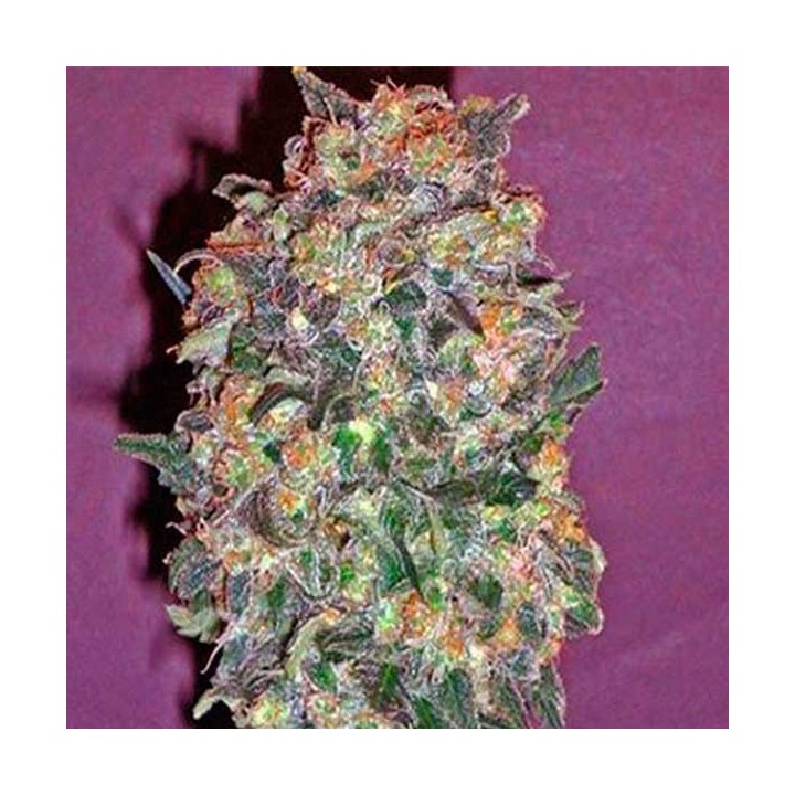 Chocolate Kush Feminizada de 