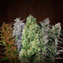 Ace Mix Feminizada de Ace Seeds