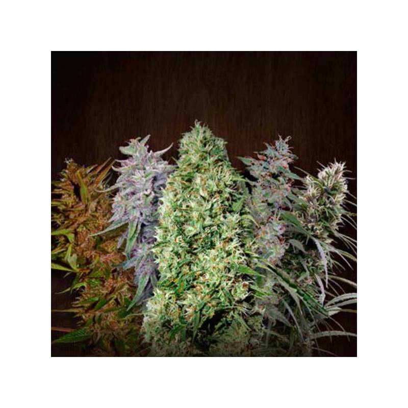 Ace Mix Feminizada de Ace Seeds