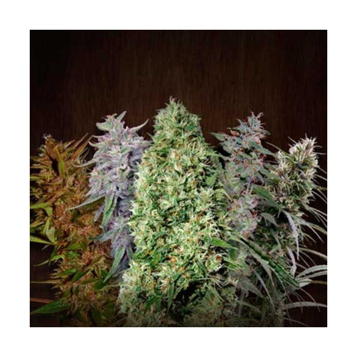 Ace Mix Feminizada de Ace Seeds