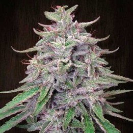 Bangi Haze Feminizada de Ace Seeds