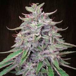 Bangi Haze Feminizada de Ace Seeds