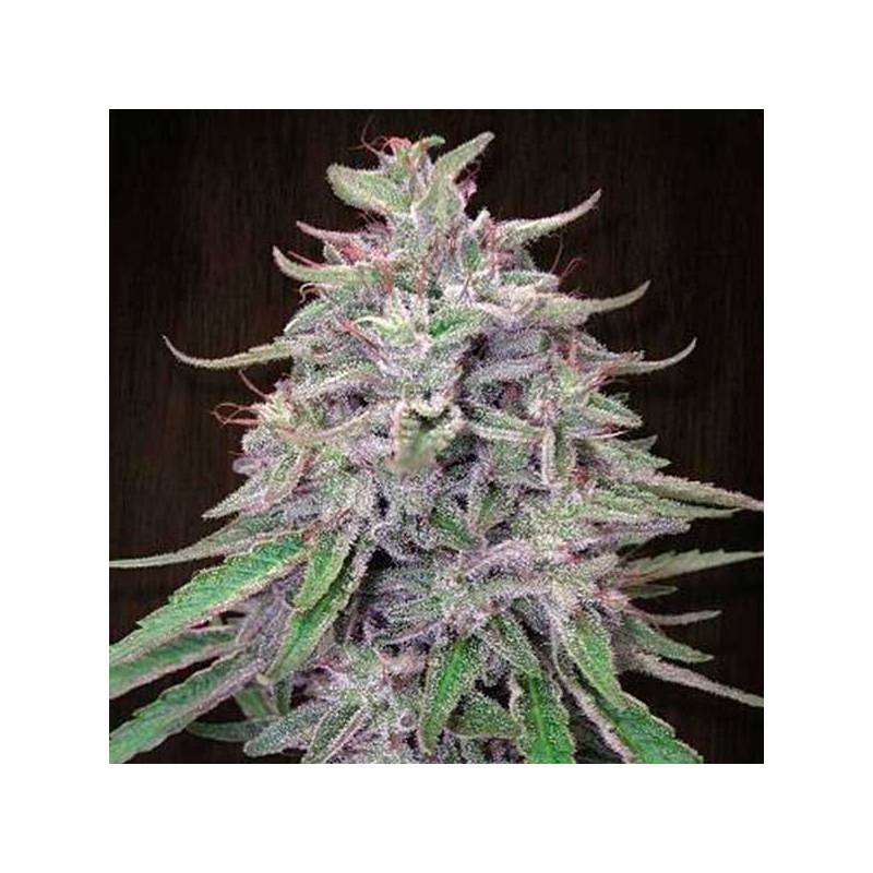 Bangi Haze Feminizada de Ace Seeds