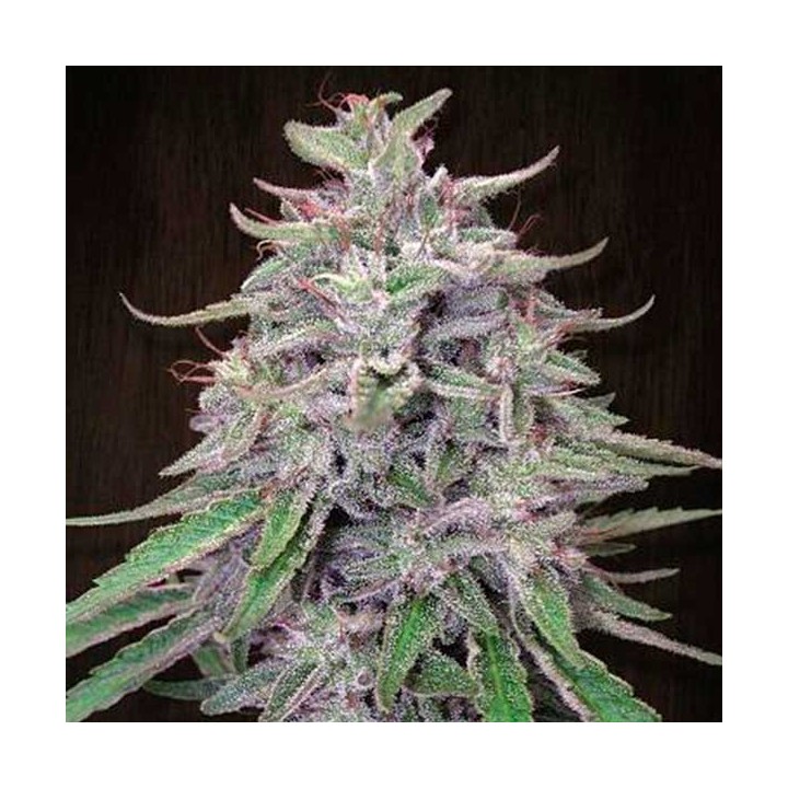 Bangi Haze Feminizada de Ace Seeds