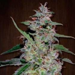 China Yunnan Feminizada de Ace Seeds