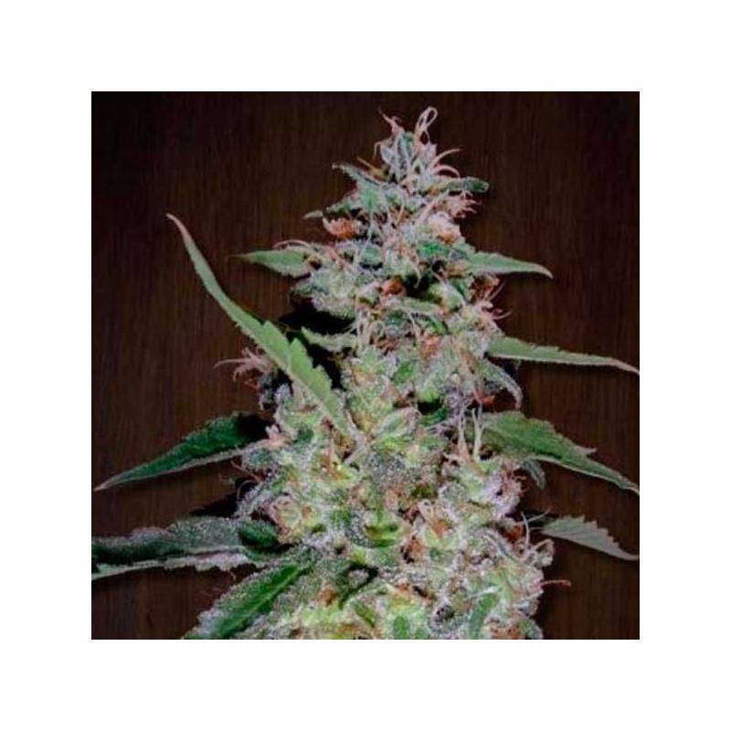 China Yunnan Feminizada de Ace Seeds