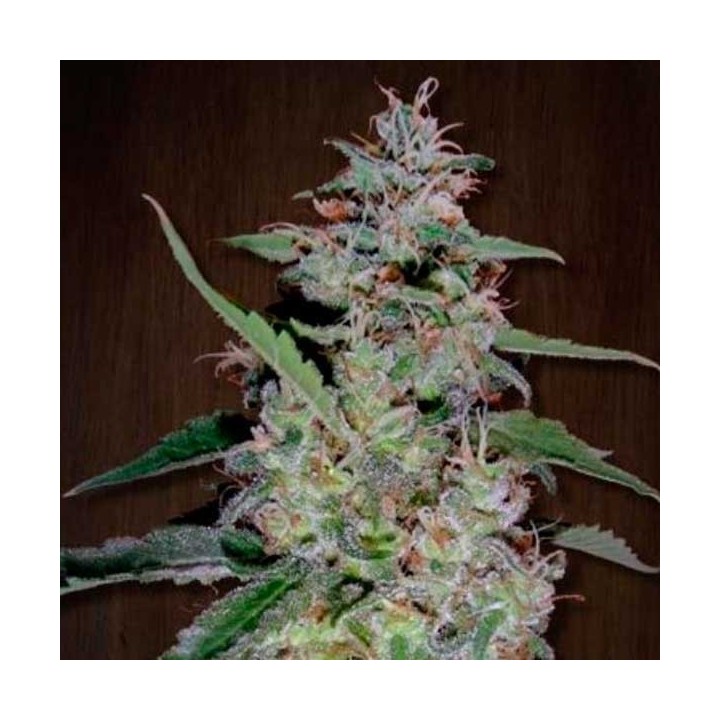 China Yunnan Feminizada de Ace Seeds