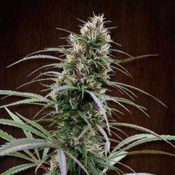 Congo Feminizada de Ace Seeds