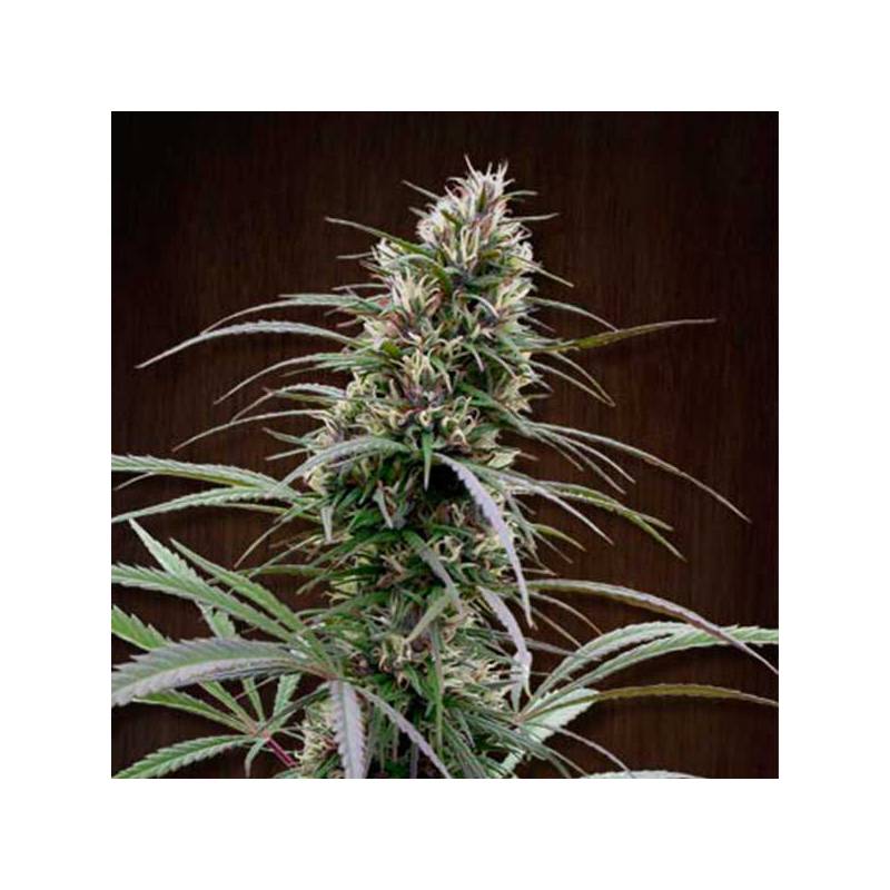 Congo Feminizada de Ace Seeds