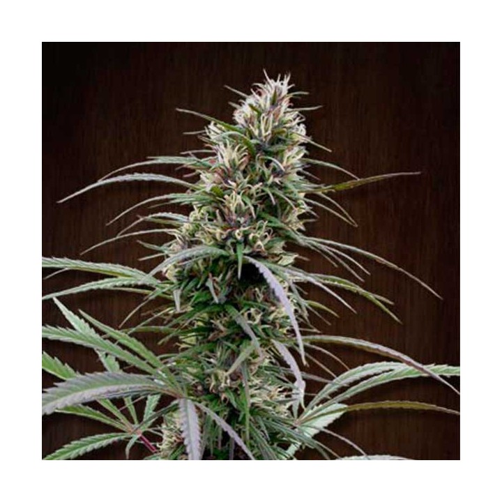 Congo Feminizada de Ace Seeds