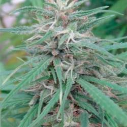 Golden Tiger Feminizada de Ace Seeds