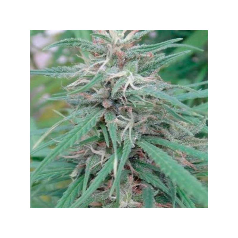 Golden Tiger Feminizada de Ace Seeds