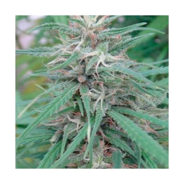 Golden Tiger Feminizada de Ace Seeds