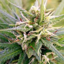 Guatemala Regular de Ace Seeds