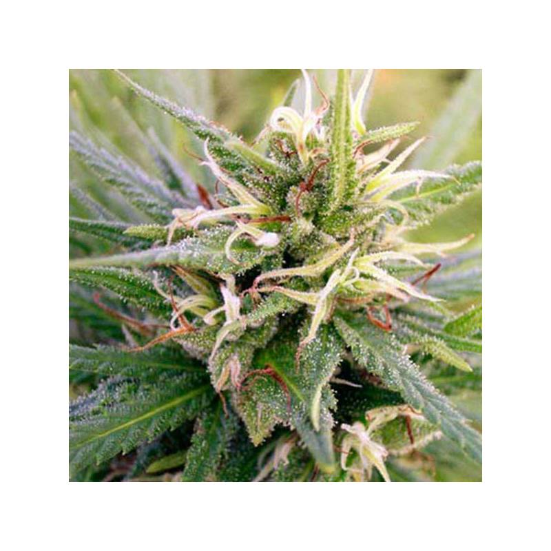Guatemala Regular de Ace Seeds