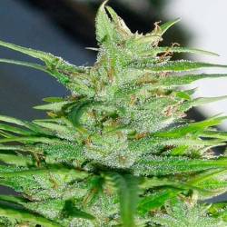 Guawi Feminizada de Ace Seeds