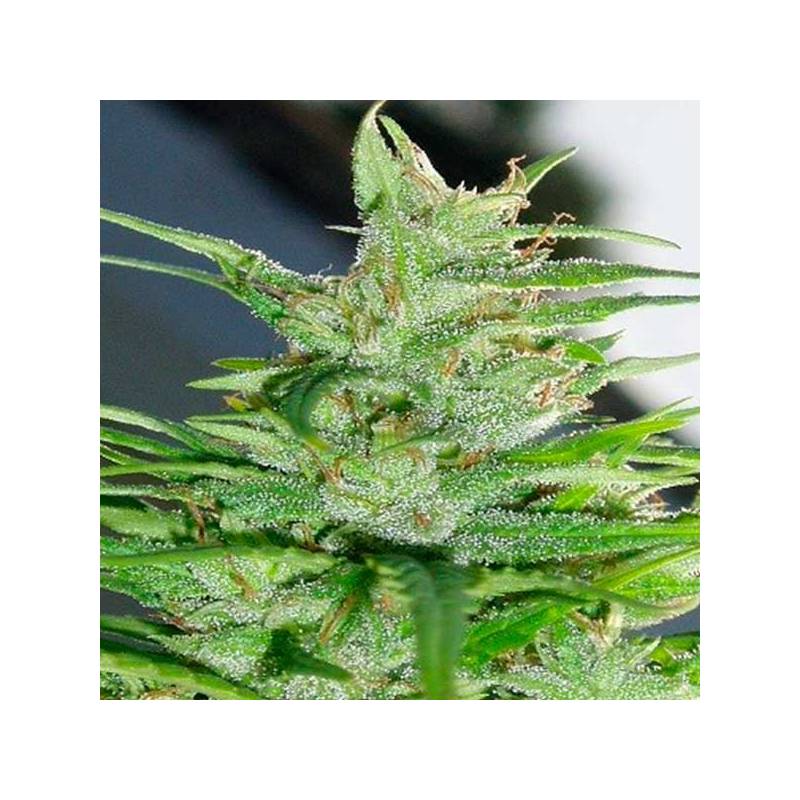 Guawi Feminizada de Ace Seeds