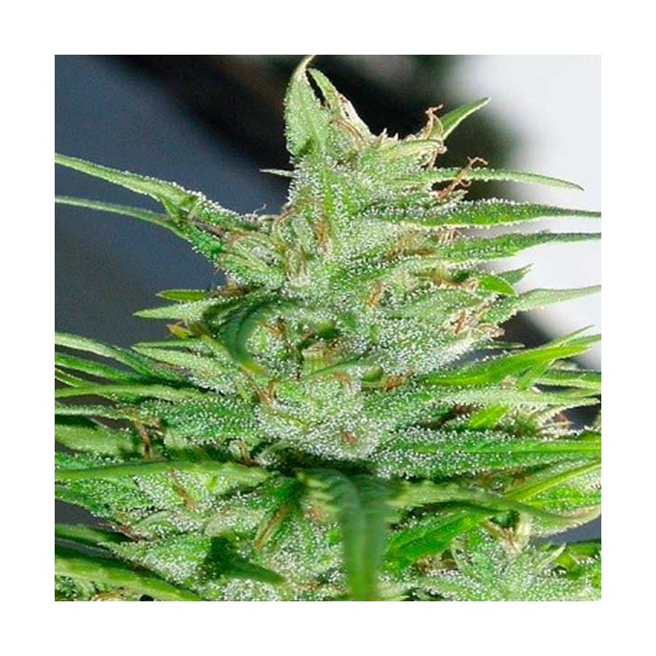 Guawi Feminizada de Ace Seeds