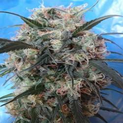 Kali China Feminizada de Ace Seeds