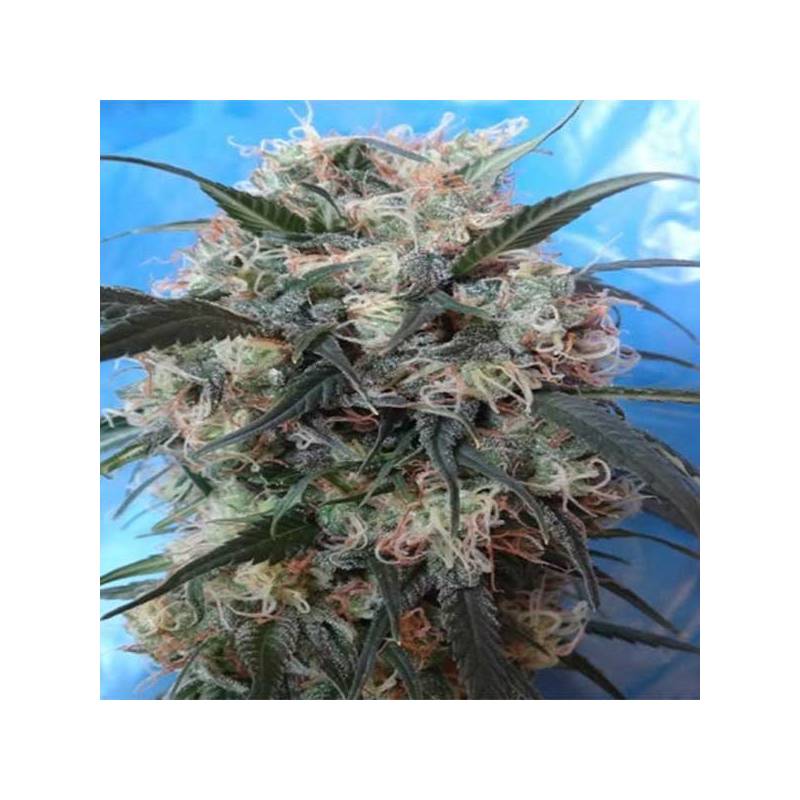 Kali China Feminizada de Ace Seeds