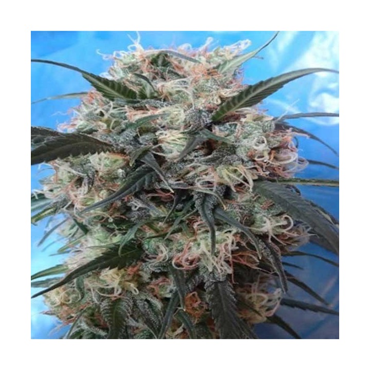 Kali China Feminizada de Ace Seeds