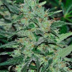 Malawi Feminizada de Ace Seeds