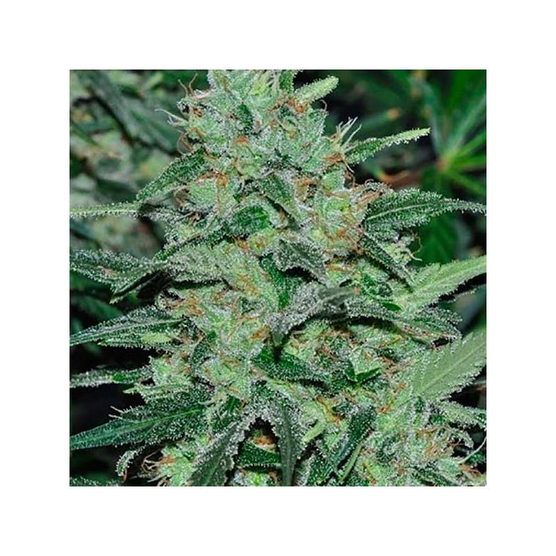 Malawi Feminizada de Ace Seeds