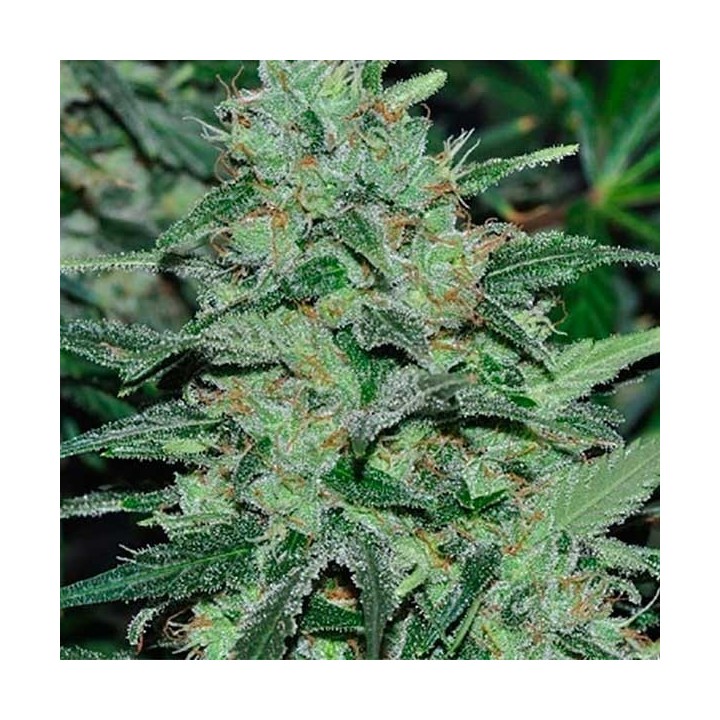 Malawi Feminizada de Ace Seeds