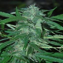 Nepal Haze Regular de Ace Seeds